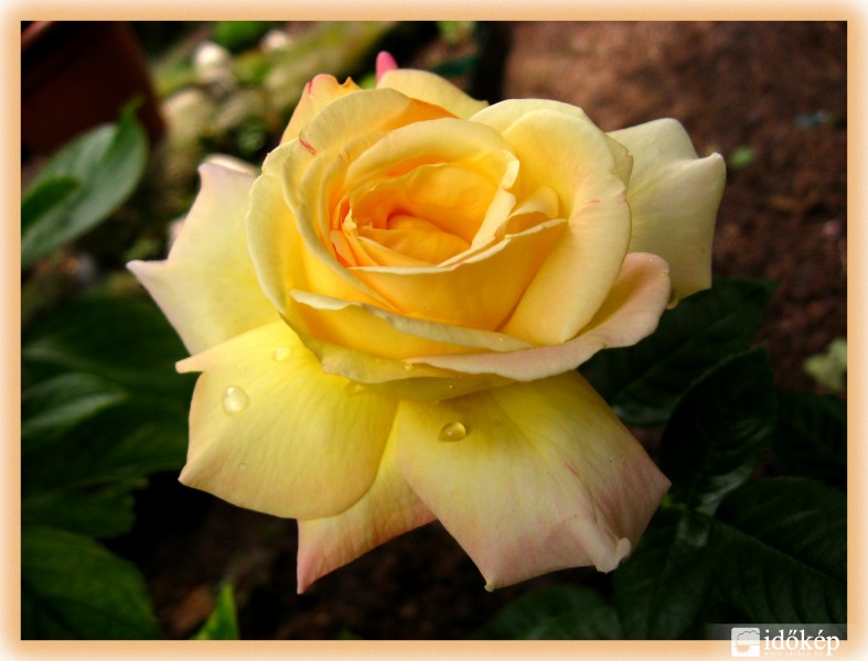 Másik sárga rózsám