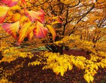 Meleg-sárga ősz