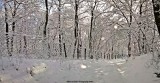 Karádi erdő télen