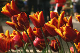 Tulipán ünnep 