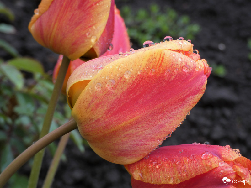 Esőben fürdő tulipánok