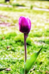 Lila tulipán