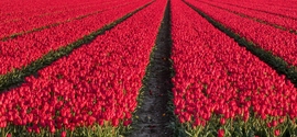 Piros Tulipánok