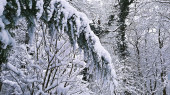 Téli mesevilág a soproni erdőben 1. :)