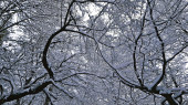 Téli mesevilág a soproni erdőben 2. :)