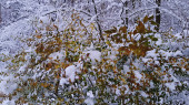 Tél és az őszi színek találkozása :)
