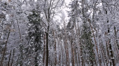 Téli mesevilág a soproni erdőben 4. :)