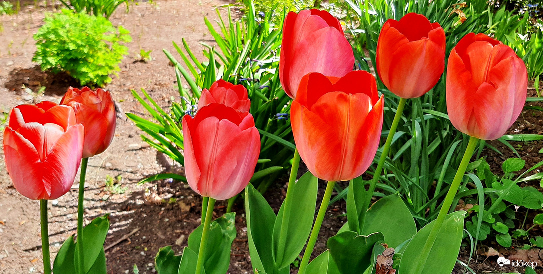 Piros tulipánok sorban állva... :)