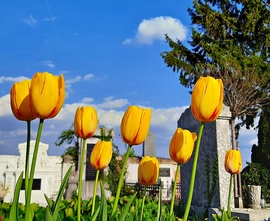 T & T - Tulipánok és temető 1.