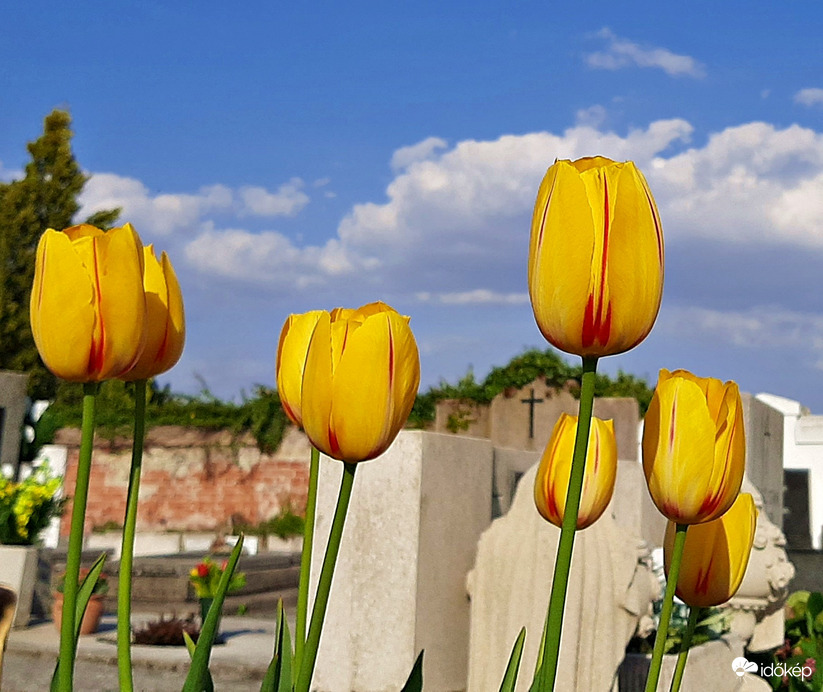 T & T - Tulipánok és temető 2.