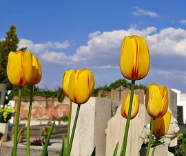 T & T - Tulipánok és temető 2.