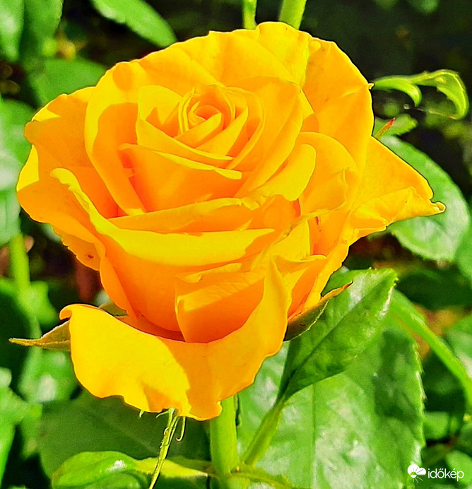 Sárga rózsa, mikor még pompázott 1. :)