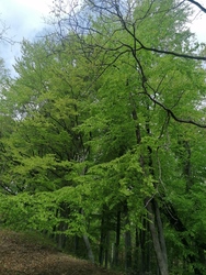 A tavaszi erdő II.