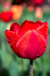 Vízcseppes tulipán