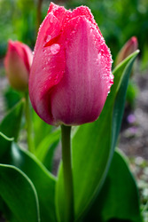 Éppen nyíló tulipán
