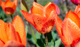 Vízcseppes tulipánok