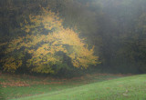 Párás, ködös ősz 