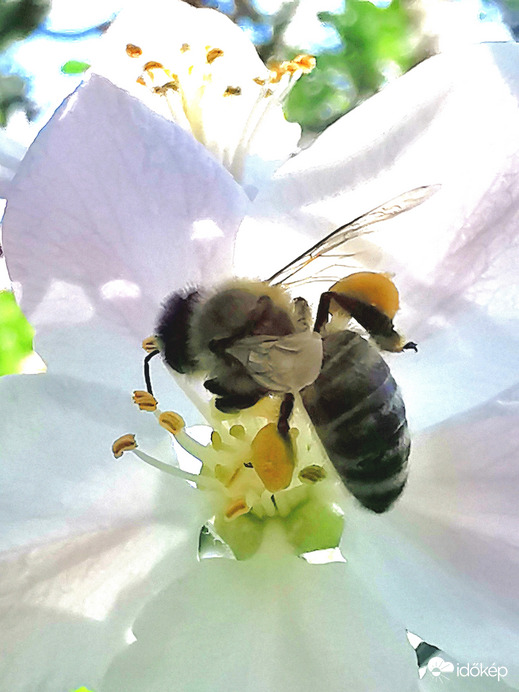 Virágporcsomag a méh lábán...