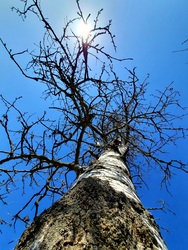 Az Égig érő fa