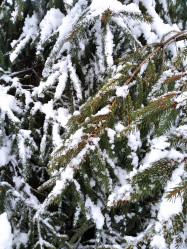 10 cm-es hó esett Mezőberényben! ❄️