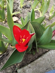 Az idei első tulipán.