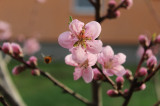 Virágzó barackfa mellett repülő méhecske