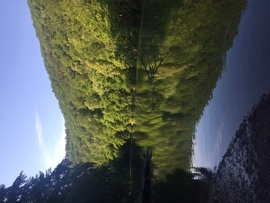 A Hámori-tó tükre