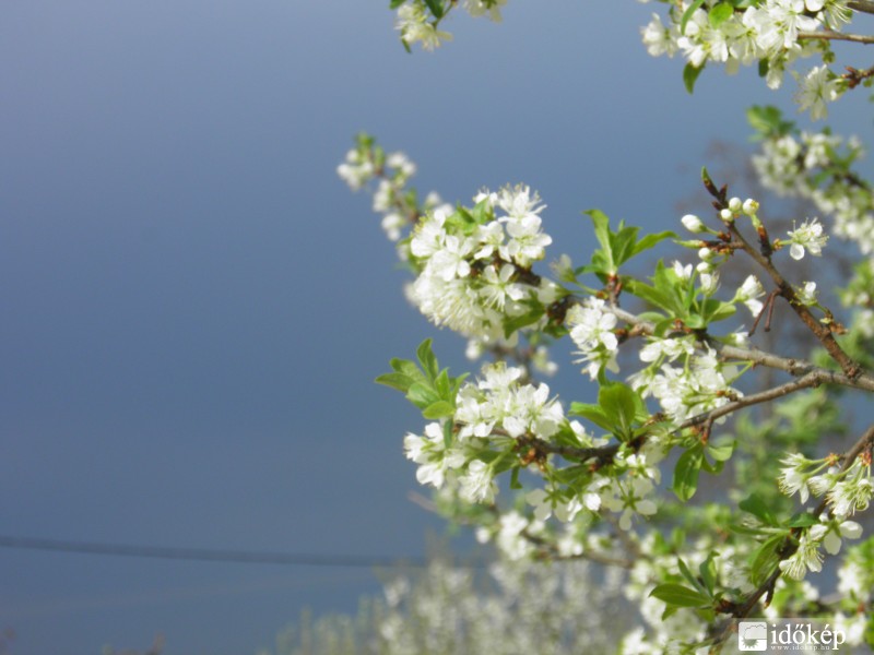 Szilvafa virágban :)