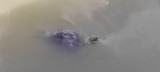 Mocsári teknős kb 2m-re