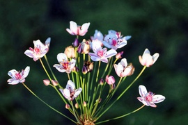 Virágkàka a Zagyván