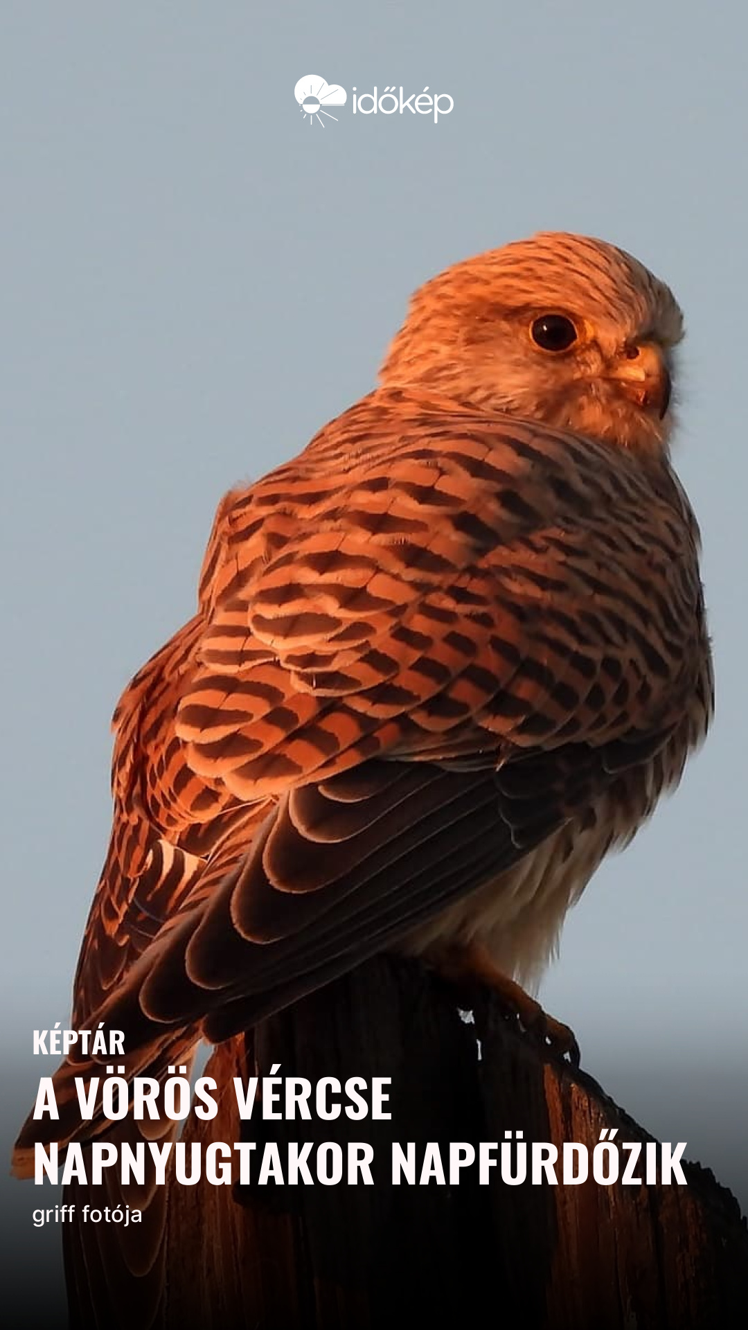 a Vörös vércse napnyugtakor napfürdőzik