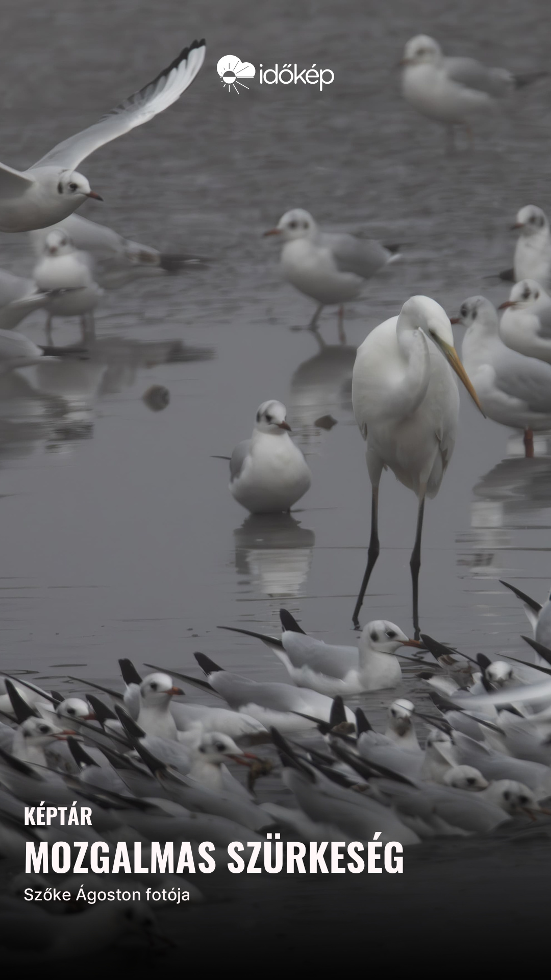 mozgalmas szürkeség