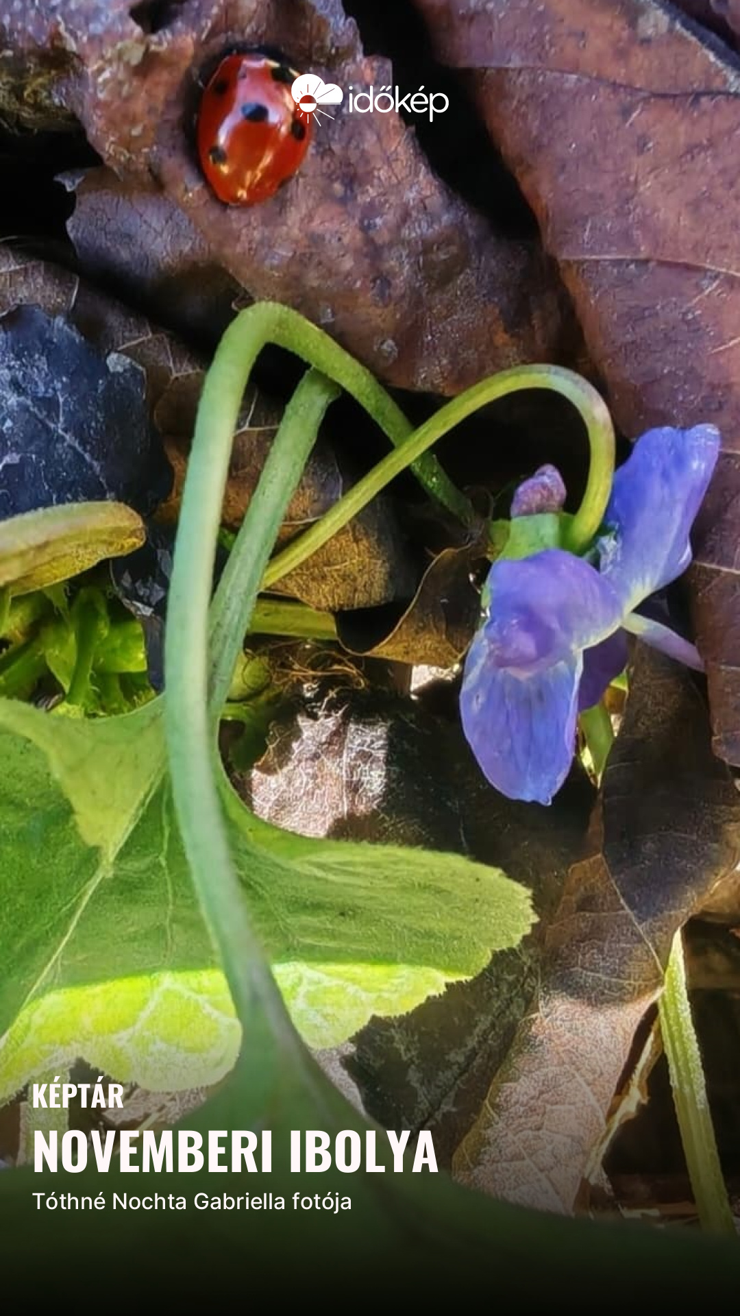 Novemberi ibolya