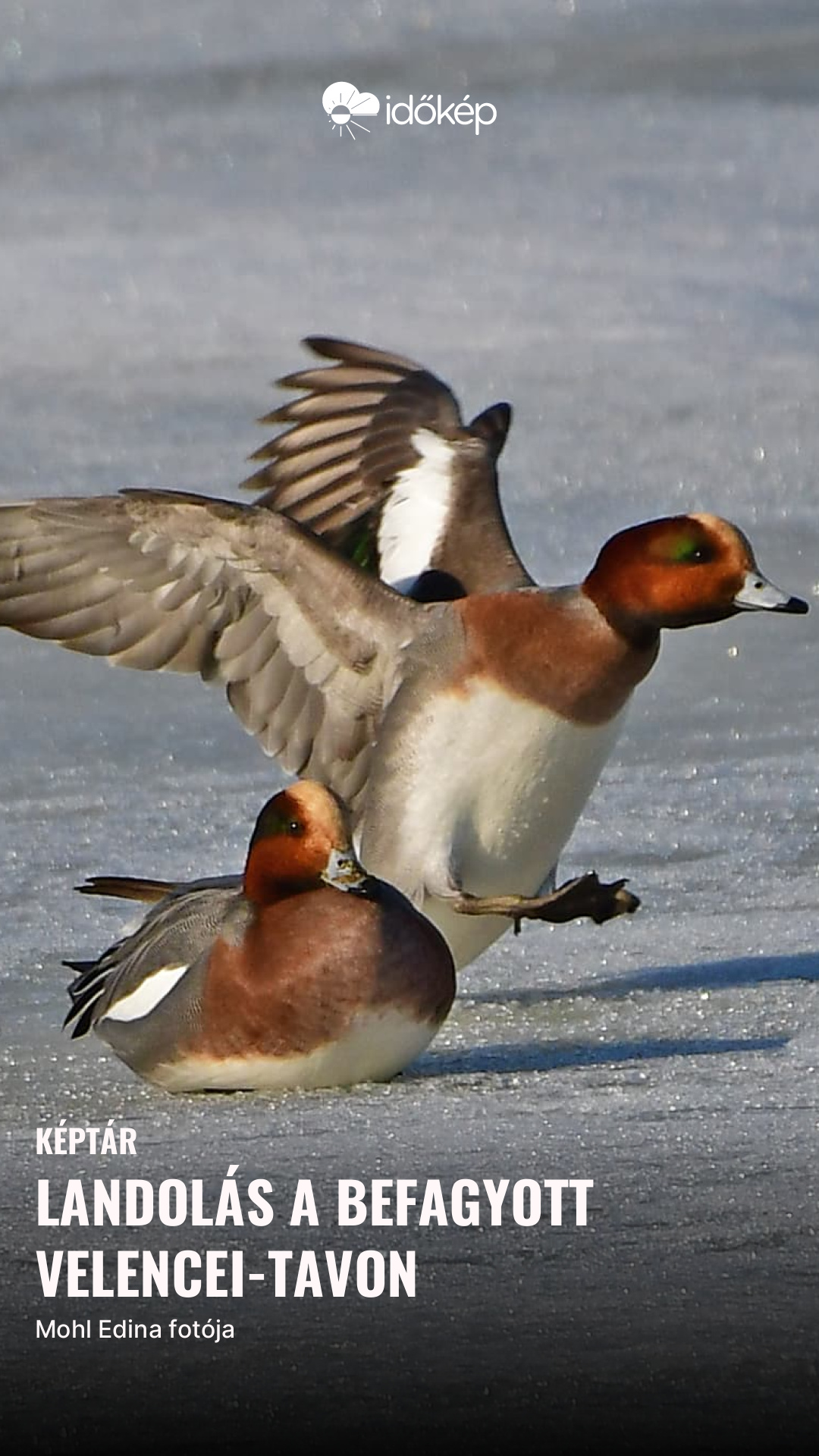 Landolás a befagyott Velencei-tavon