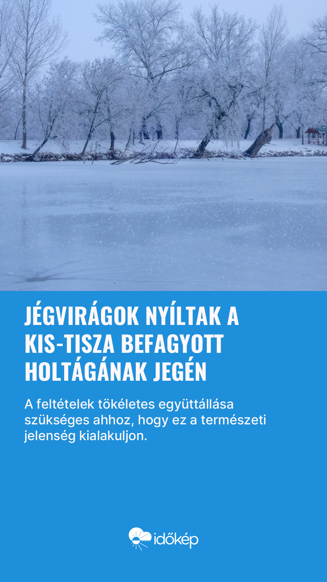 Jégvirágok nyíltak a Kis-Tisza befagyott holtágának jegén
