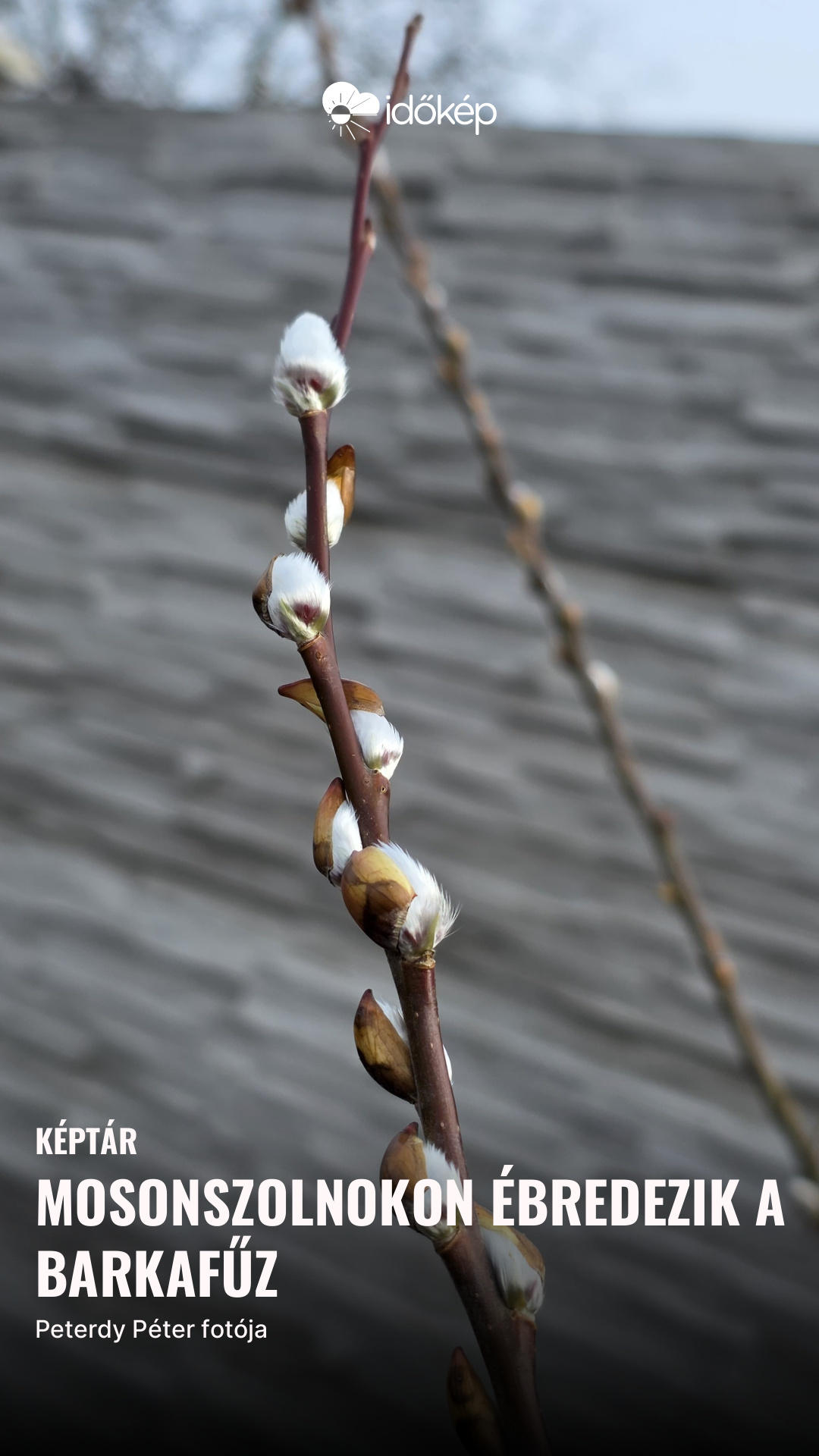 Mosonszolnokon ébredezik a barkafűz