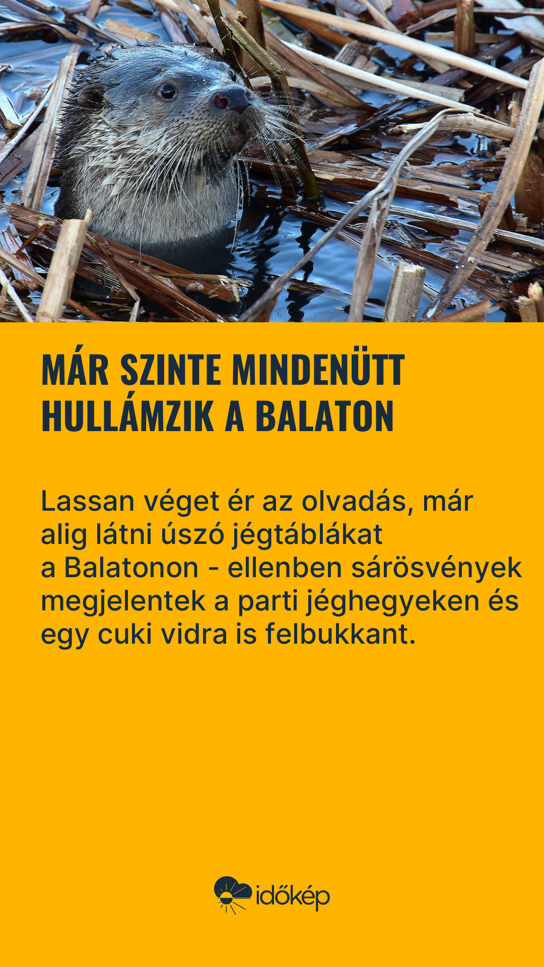 Már szinte mindenütt hullámzik a Balaton