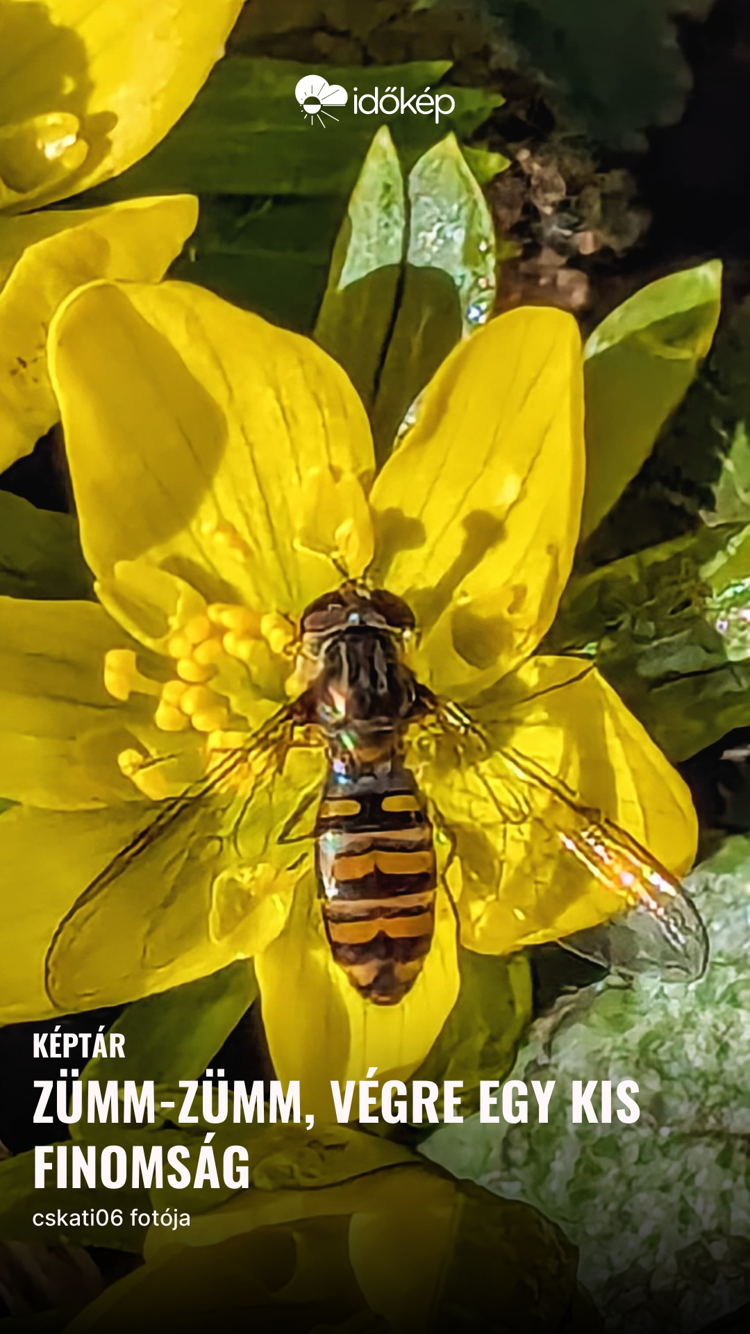 Zümm-zümm, végre egy kis finomság