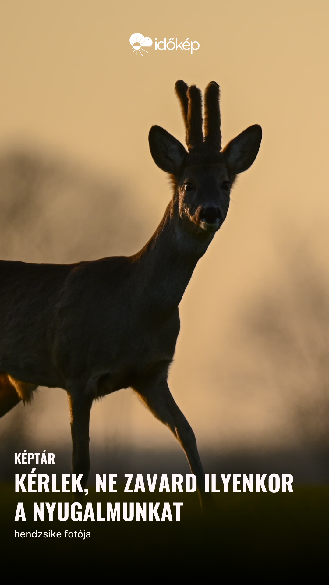 Kérlek, ne zavard ilyenkor a nyugalmunkat