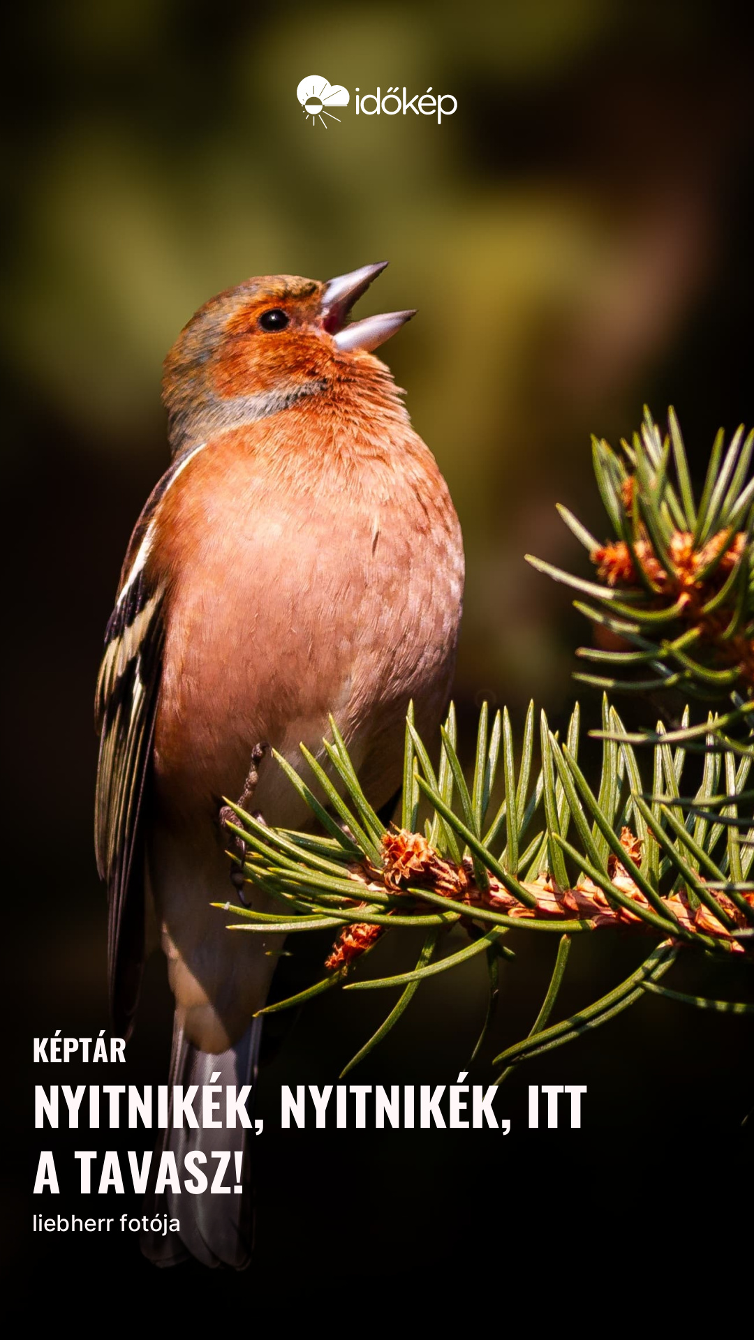 Nyitnikék, nyitnikék, itt a tavasz!