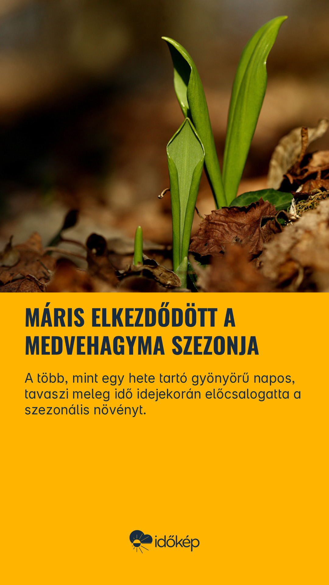 Máris elkezdődött a medvehagyma szezonja