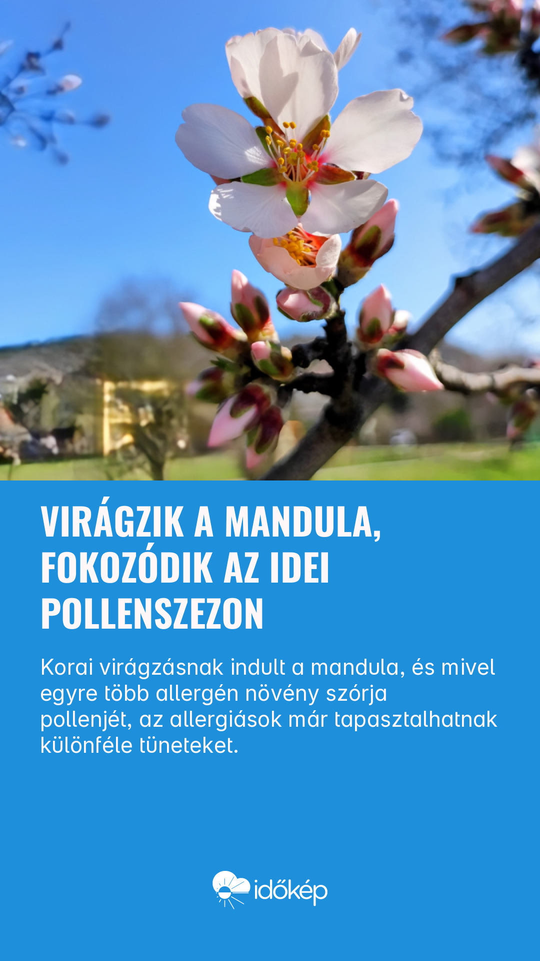 Virágzik a mandula, fokozódik az idei pollenszezon
