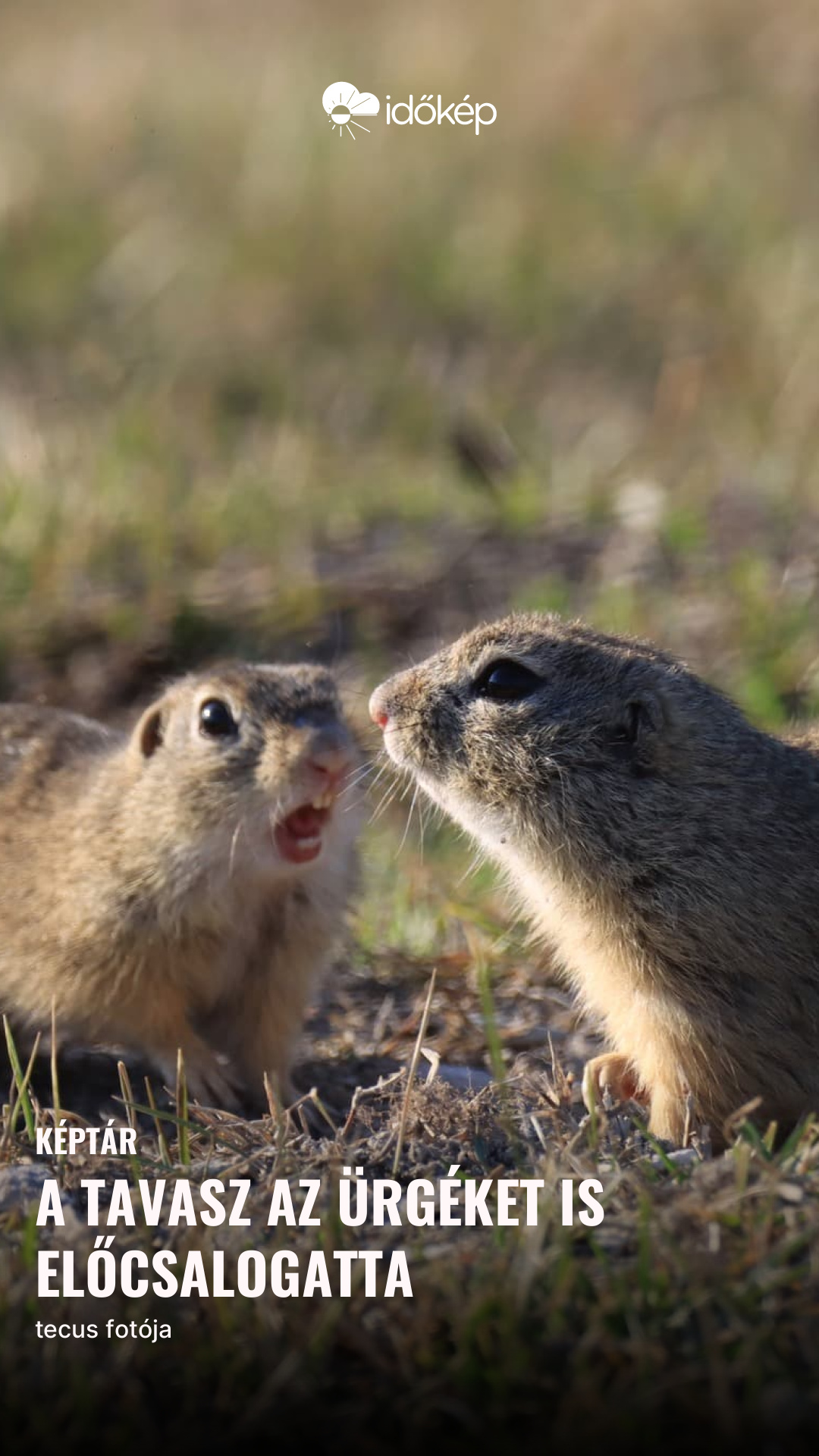 A tavasz az ürgéket is előcsalogatta