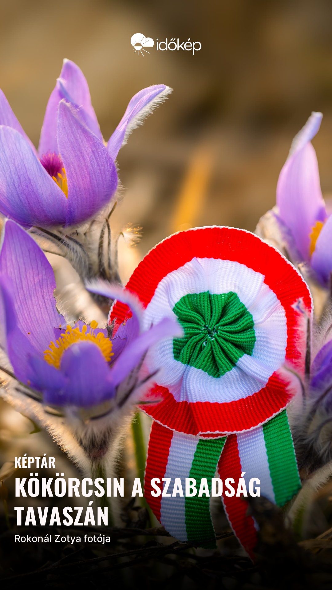 Kökörcsin a szabadság tavaszán