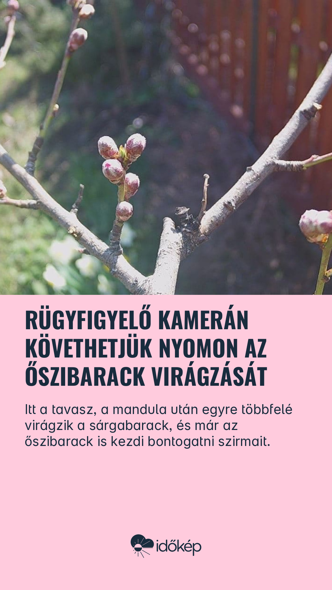 Rügyfigyelő kamerán követhetjük nyomon az őszibarack virágzását