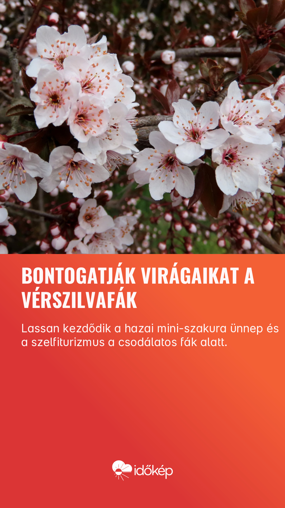 Bontogatják virágaikat a vérszilvafák