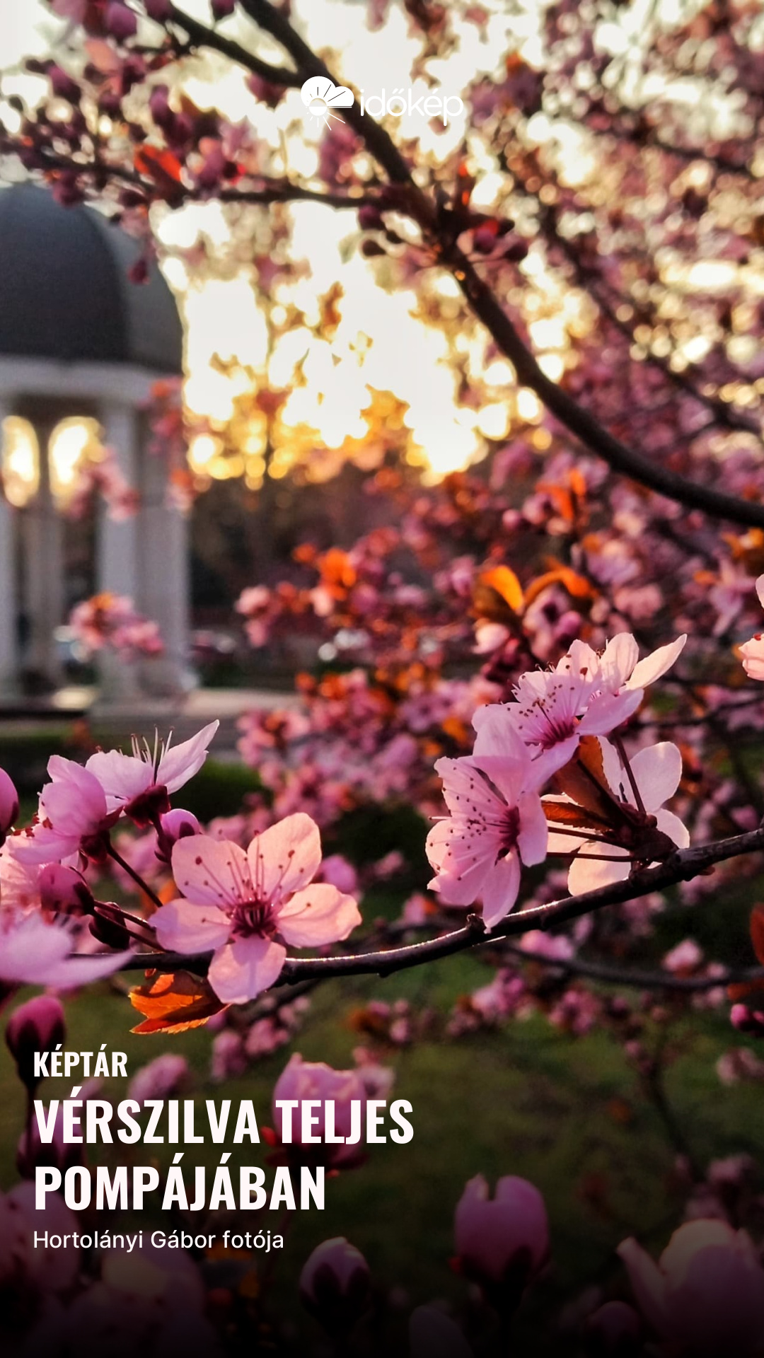 Vérszilva teljes pompájában