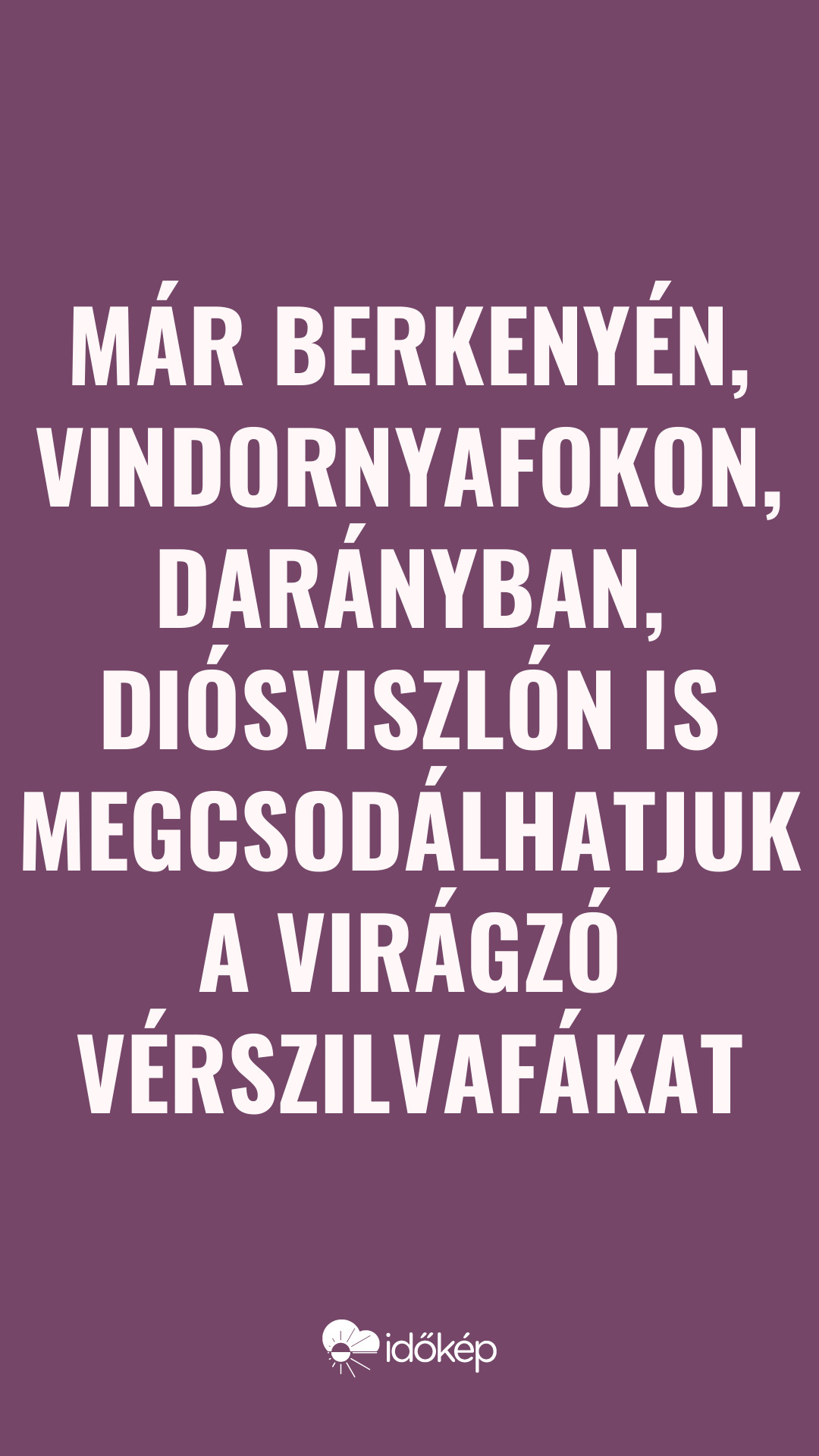 Már Berkenyén, Vindornyafokon, Darányban, Diósviszlón is megcsodálhatjuk a virágzó vérszilvafákat