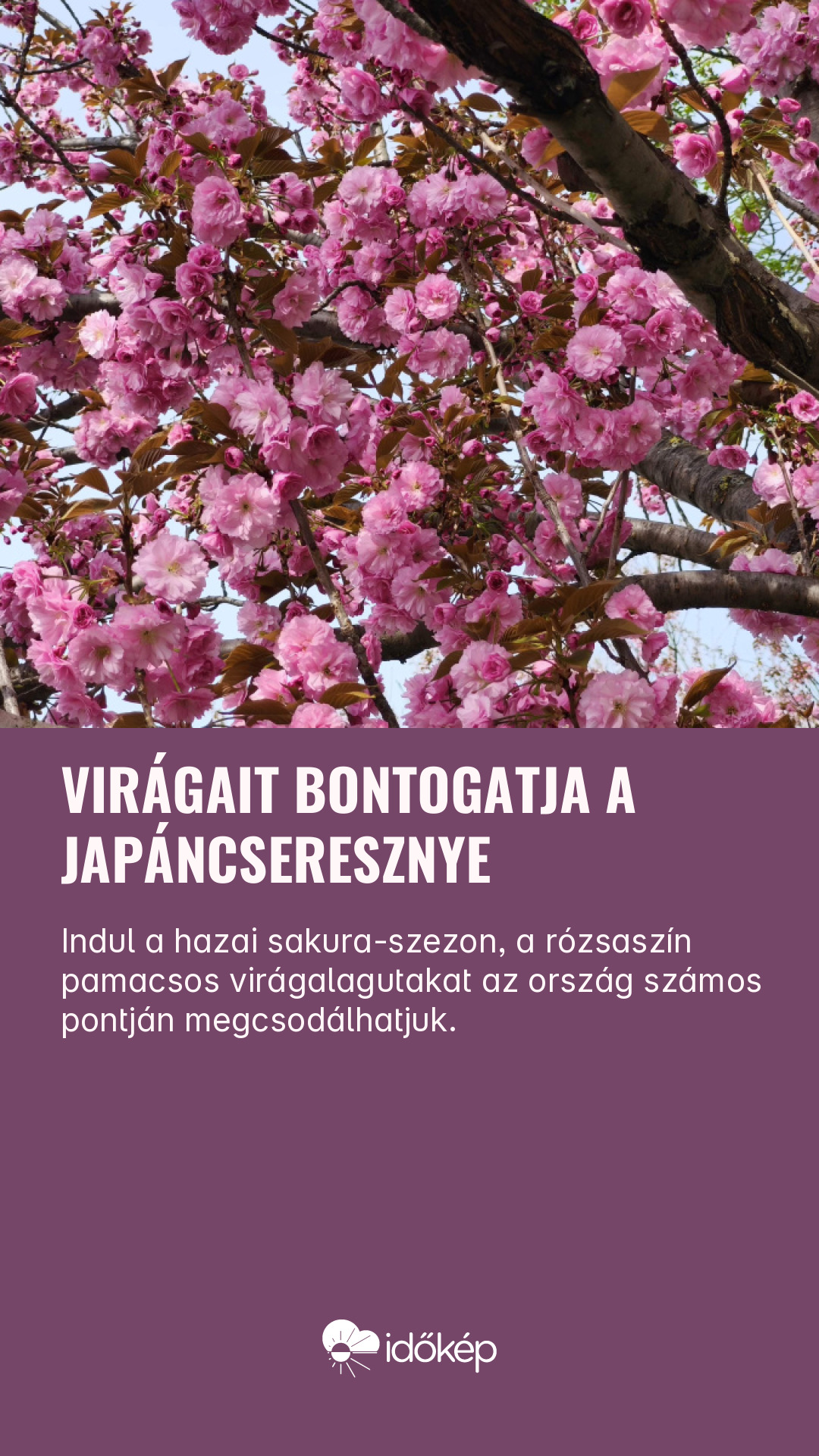 Virágait bontogatja a japáncseresznye