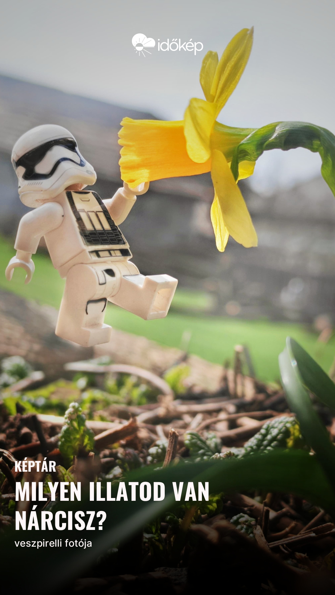 milyen illatod van nárcisz?